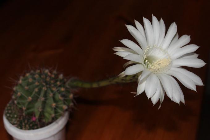 Kvetoucí kaktus doma