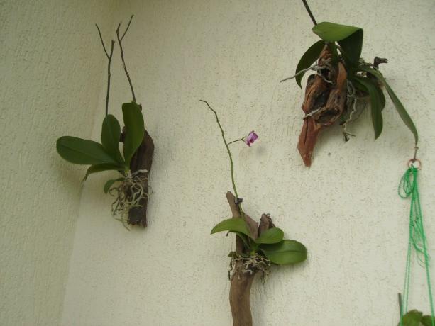 Orchideje v bloku - způsobu pěstování Phalaenopsis, co nejblíže k přírodním podmínkám. Ano, vypadá to divně, ale je to jak vnitřní květina roste v tropech!