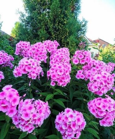 Trvalka Phlox - voňavé dekorace mé zahradě