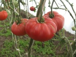 Slavný Minusinsk rajče. Odrůdy, které jsou testovány čas