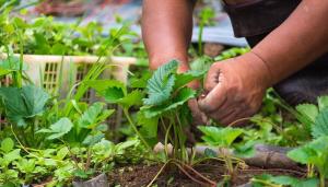 Zpracování a hnojení jahod v srpnu: křoví plodina zdraví je v našich rukou