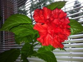 Čínská růže (Hibiscus) nemá kvést doma: proč se to stane a co mám dělat?