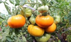 5 odrůdy rajčat na „líný“ (Part 2)