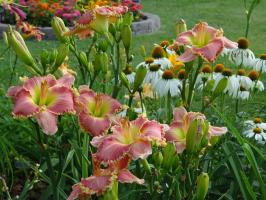 Proč ne kvést daylilies v zahradách