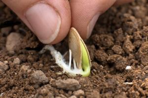 Na čí straně je správný zasadit semena tykve, dýně akutní, tupé, nebo na okraji.