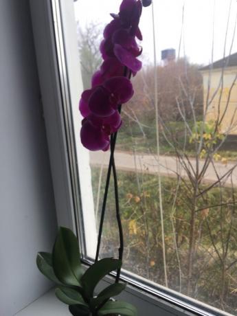 Phalaenopsis kvetoucí šipku