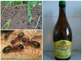 Tři z nejúčinnějších způsobů, jak bojovat proti mravence