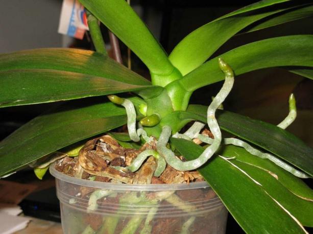 Vzdušné kořeny rostou orchideje Phalaenopsis doživotní