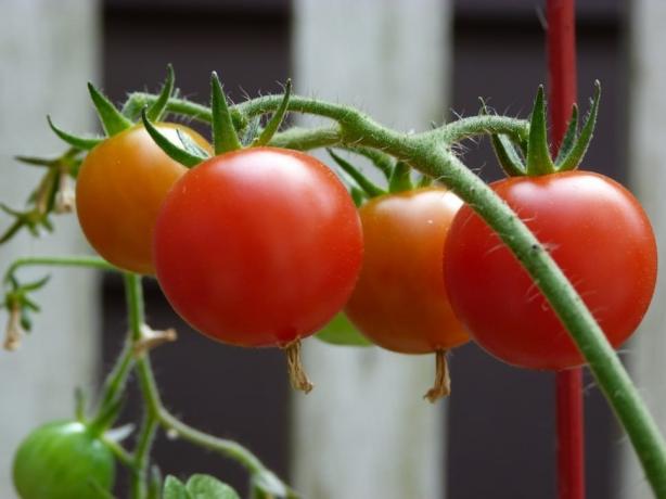 mladý tomatiki