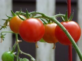 Proč zkušení pěstitelé krmena rajčata jódu?