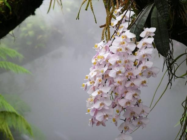 Phalaenopsis orchidej v přírodě. Fotografie pro článek, vzal jsem na internetu