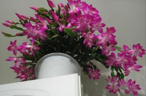 „Vánoční kaktus“ Decembrist - jak správně napojena tak, aby kvetly nádherně a byla zdravá?