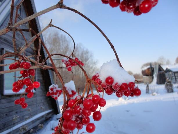 Winter kalina (yandex.ru)