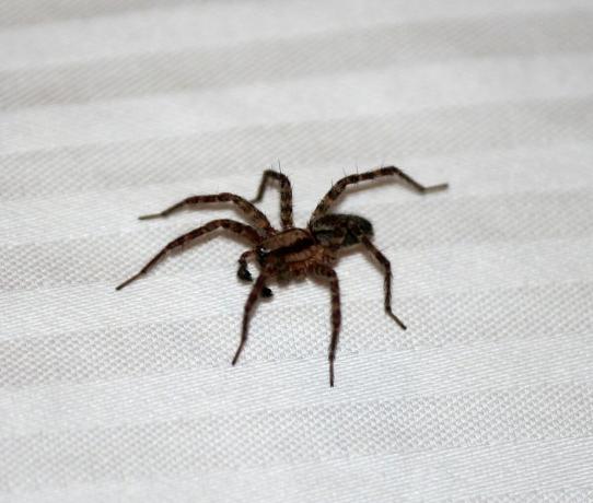 Známky pavouků v bytě | ZikZak