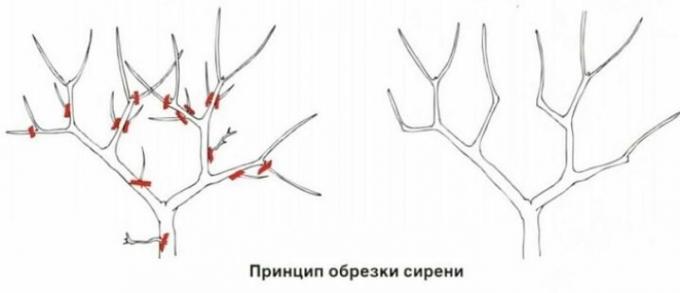 Princip prořezávání šeříky. Pro ilustraci díky stroy-podskazka.ru