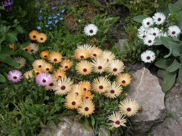 Doreantusa barva květů je růžová, bílá, žlutá, dvoubarevná a monochromatický, světlé a ztlumen. Foto: sornyakov.net