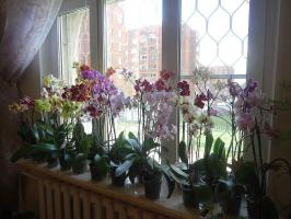 Správná péče o phalaenopsis létě měsíce: všechny detaily