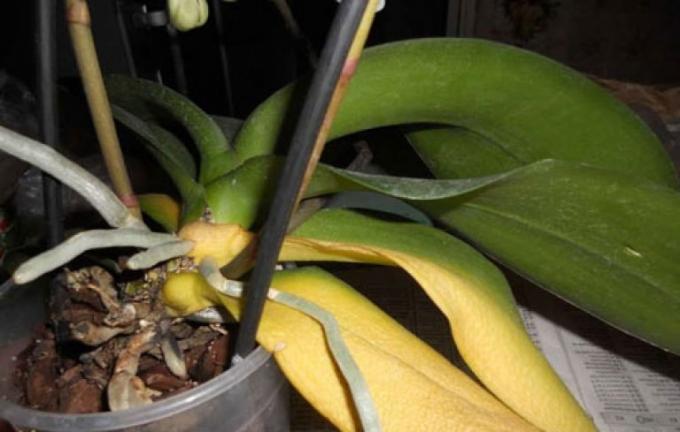 Pokud jste ztratili všechny své listy, nebudete přežít sám Phalaenopsis!
