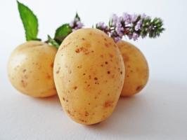 7 Super časné a lahodné odrůdy brambor