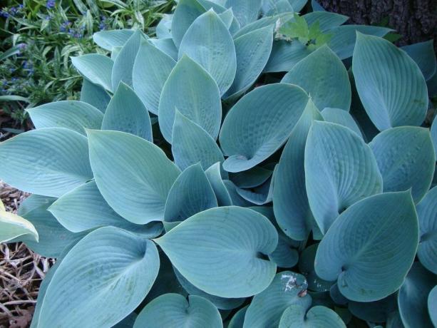 Variety hostitelé s blue-modro-šedé listy Halcyon (foto: https://garden.org/)