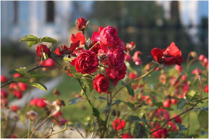Růže - láska miliónů pěstitelů po celém světě. Ale to láska byla vzájemná, pečlivě se starají o rostliny - „Garden královna“, je známý pro své rozmary. Fotografie pro poznámky jsou převzaty z přístupu veřejnosti.
