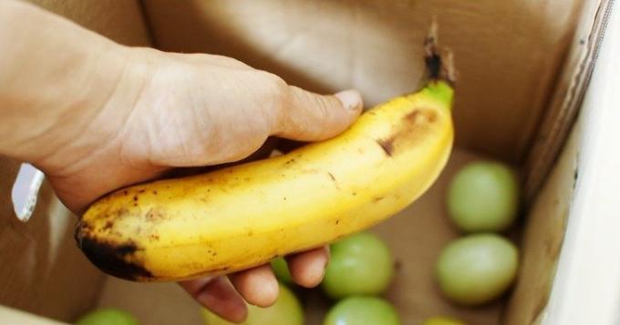 Zralý banán urychluje zrání zelených rajčat