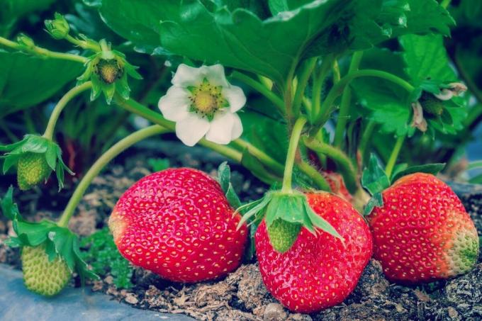 Jak hnojit jahody? cesta 4 lidí | ZikZak