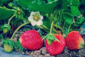 4 lidová hrdinský hnojiva rostou jahody