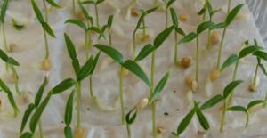 Co je třeba namočit semena před výsadbou pro rychlé a 100% germination.