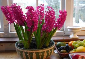 Neodnorazovy: šťastní majitelé hyacint. 3 těší květiny a jak udržet po odkvětu