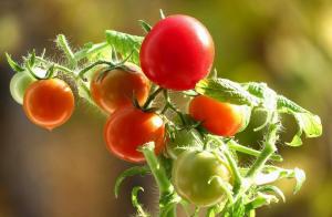 Rajčata bude sladká! tajemství pěstování