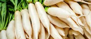 Rosteme daikon. Skladování a položil před zimou