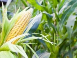 Výhody a poškozuje kukuřice na lidské zdraví