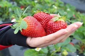Strawberry je velká, sladká a šťavnatá: krmení droždí