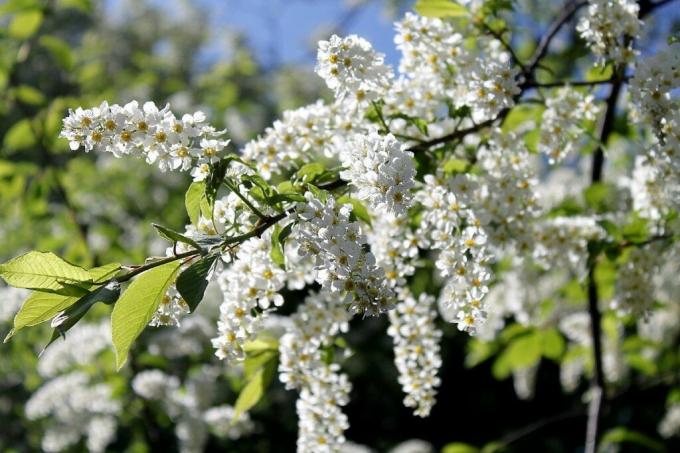 Máme v letošních květů hojně celý bílý: jabloně, třešně, třešeň. Foto: ok.ru