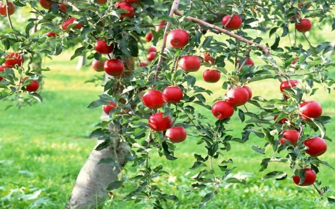 Ne všechny apple potěšit jejich vlastníků stálost. Foto k článku zvedl z Internetu