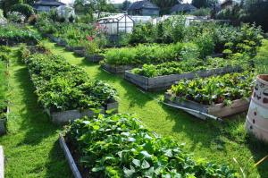 6 největších chyb, které mohou být povoleny v zahradě a vy