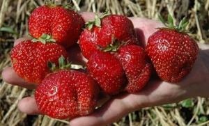 Které odrůdy rostlin jahody do krmiva sladce bobule celé léto.