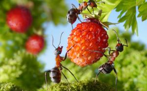 Mravenci na pozemku: Jak se zbavit nechtěných „sousedů“