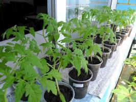 Kdy a jak správně pěstovat rajče sazenice