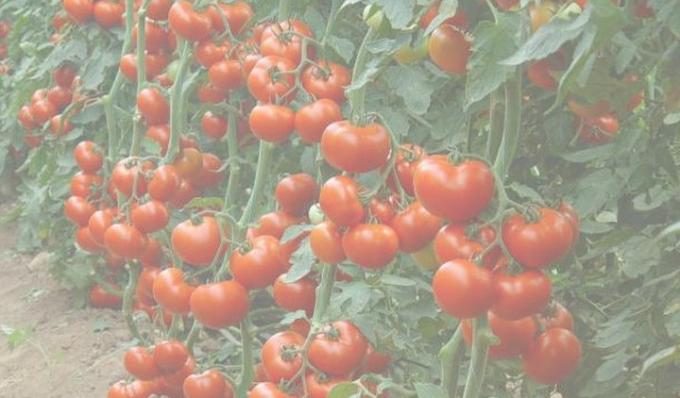 Rich rajče plodina. Foto z internetu