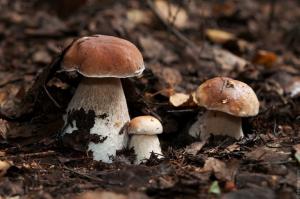 Hodnotné houby na zahradě, jak se závod bílým a podberozoviki podzim