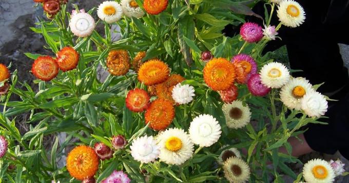 Kvetoucí gelihrizum na letní chatě lze získat tím, že projde sazenice jeviště