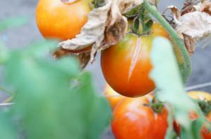 Kolébka pěstitel proč rajčata praskla a co dělat
