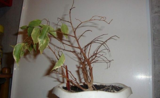 Ficus benjamina - známý fanoušek listí v hostitelských listech. A může přinést na záchvaty vzteku! Foto: mir-ogorodnikov.ru