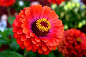 5 druhů krásných květin, které jsou vysázeny semínka přímo do zahrady.