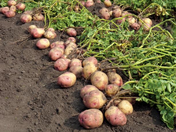 Sbírka raných brambor (udobryashkin.ru)