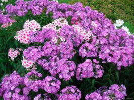 Krmivo Phlox v květnu užít letní květy
