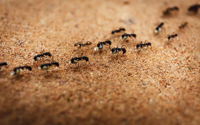 Vyhostí mravenci se solí | ZikZak