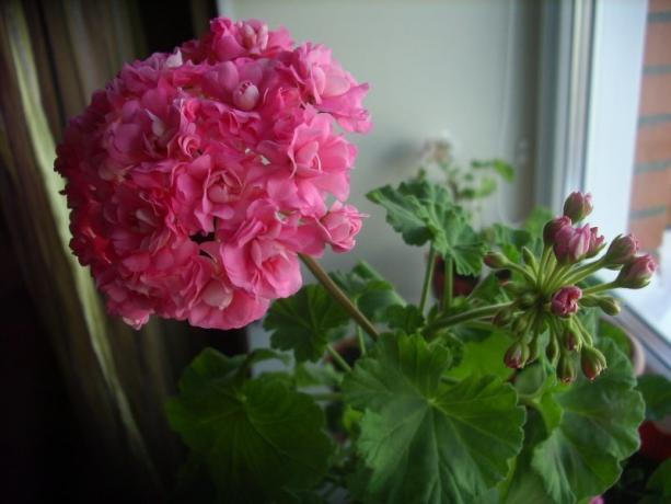 Počátku květu růže pelargónie (fotografie najdete na internetu)